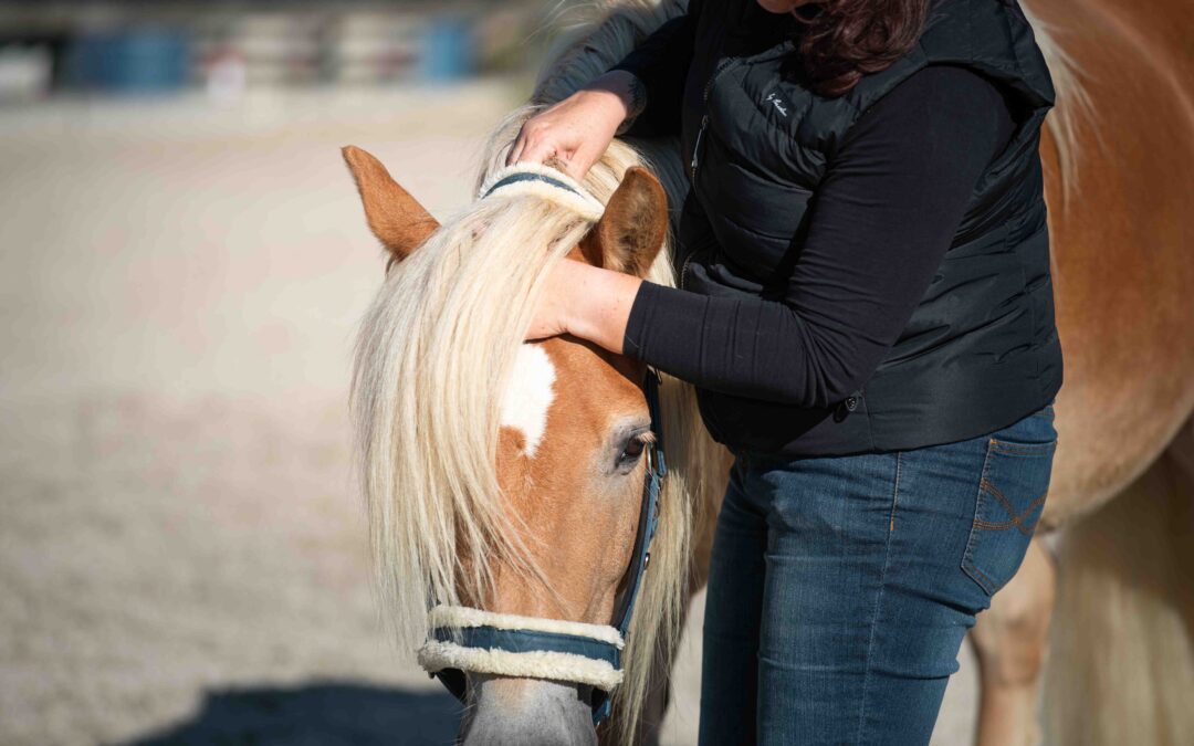 Cranio-Sacrale-Therapie beim Pferd – sanfte Osteopathie für ganzheitliche Balance